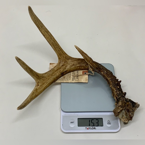 Vintage Upper Peninsula Michigan Deer Antler 15.3oz/433g 1977 - Picture 12 of 14